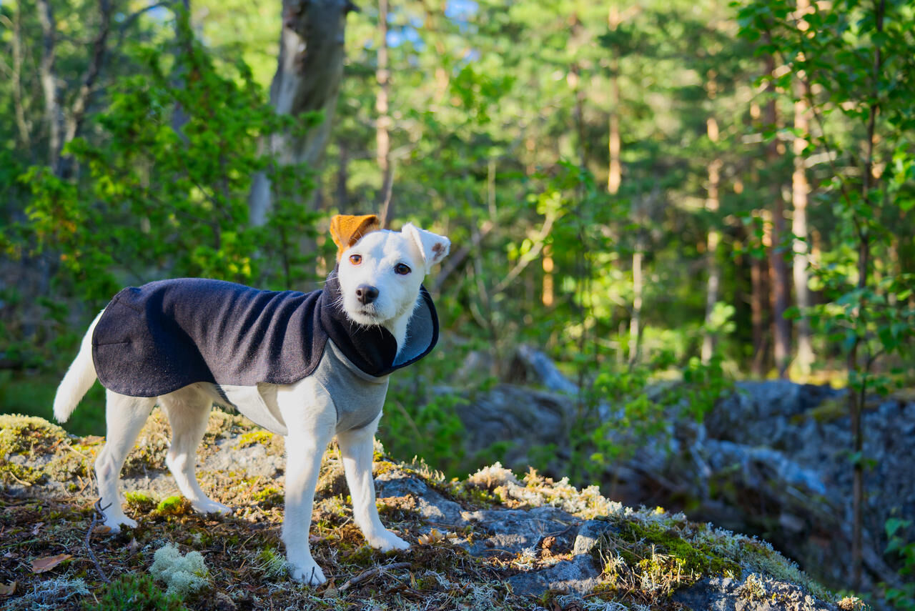 PAIKKA-Recovery-Winter-Shirt-Designer-Hundebekleidung-fuer-den-Winter-60-46165