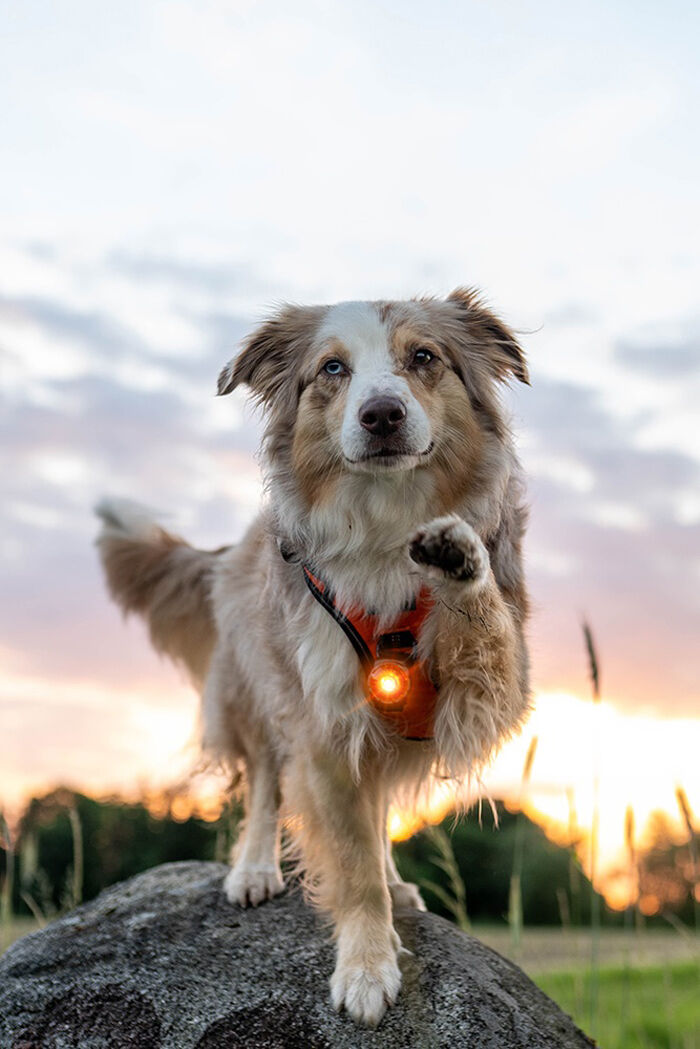 Orbiloc-Dog-Dual-Hundelampe-Amber-orange-sichtbar-wasserdicht-hund-am-berg-OL-00109