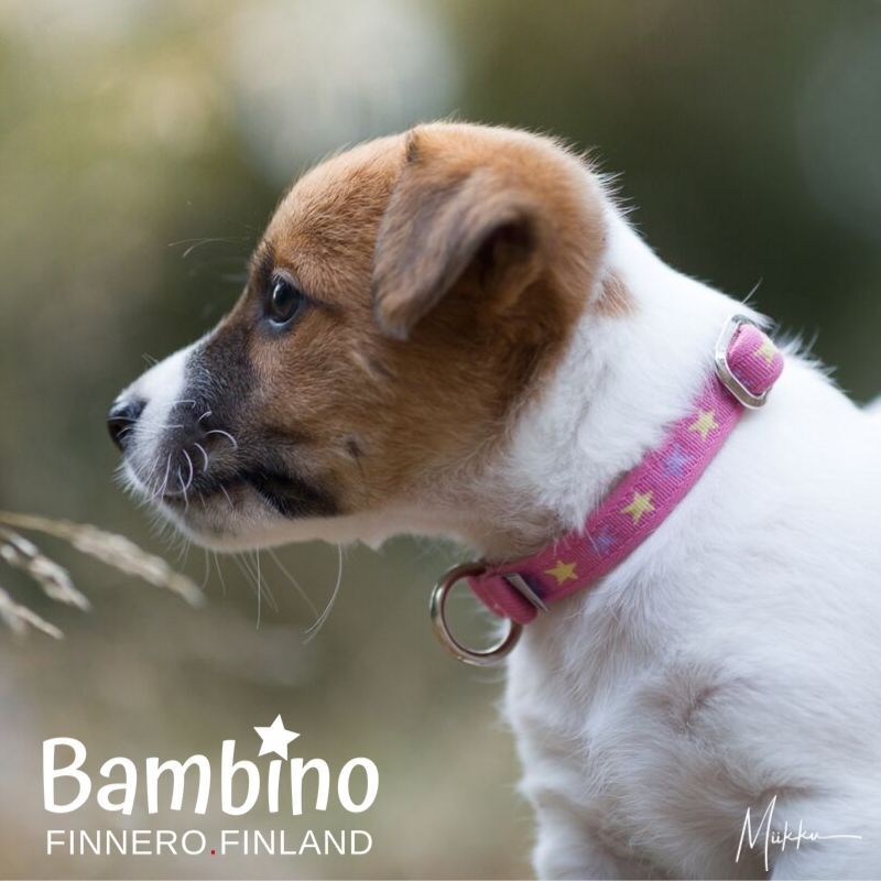 FinNero-Bambino-Welpen-Fastex-Halsband-Fastexhalsband-fuer-Puppy-44-00647 FinNero-Bambino-Welpen-Fastex-Halsband-Fastexhalsband-fuer-Puppy-44-00647