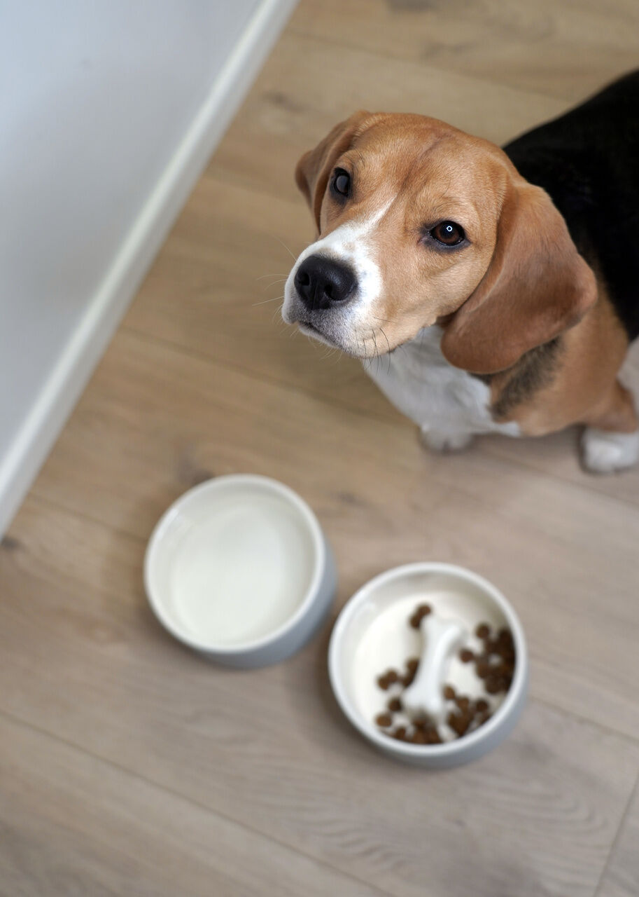 PAIKKA-Antischlingnapf-Slow-Feed-Bowl-betongrau-Hundenapf-gegen-hastiges-Fressen-60-46028