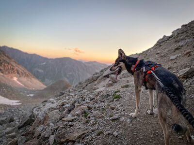 Sledwork-Trekking-Harness-Hund-wanderngeschirr-54-30474