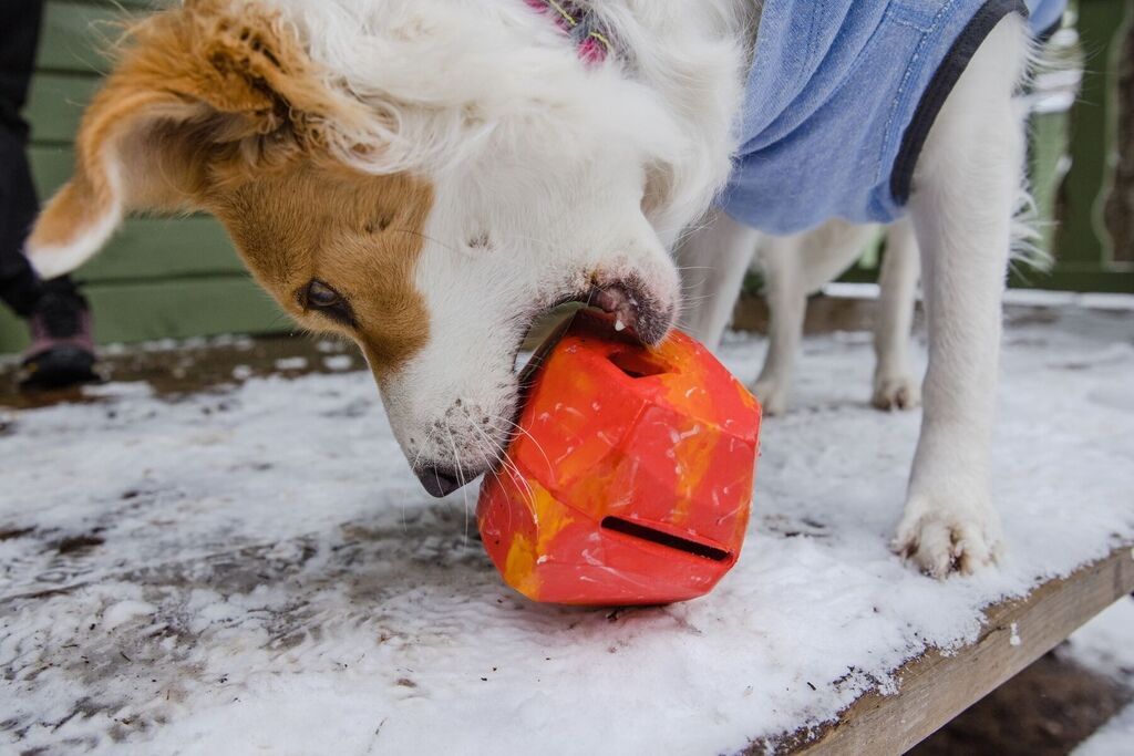 RUFFWEAR-Gnawt-Rock-Hundespielzeug-Naturkautschuk-Gummi-Ball-Belohnung-Hunde-Red-Sumac-RU-15680