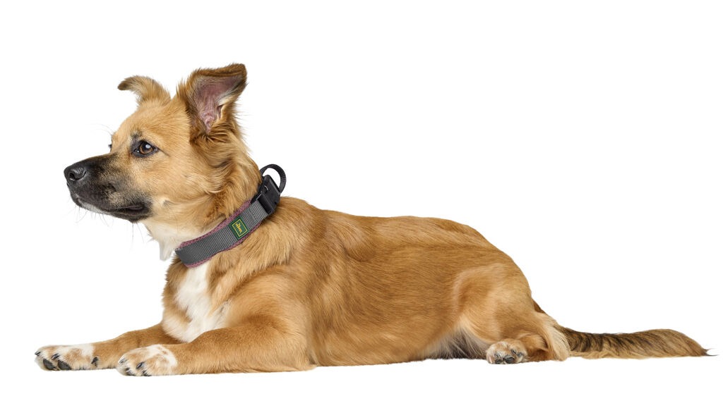 Hunter-Halsung-Maldon-altrosa-grau-Polyester-Hundehalsband-H-205394 Hunter-Halsung-Maldon-altrosa-grau-Polyester-Hundehalsband-H-205394