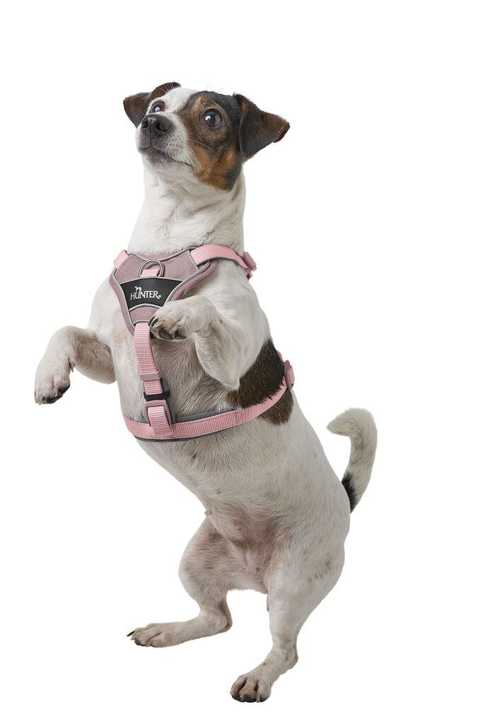 Hunter-Geschirr-Divo-Up-altrosa-pflegeleichtes-Geschirr-Hunde-verstellbar-H-201771 Hunter-Geschirr-Divo-Up-altrosa-pflegeleichtes-Geschirr-Hunde-verstellbar-H-201771