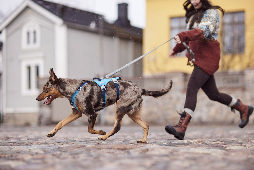 Hurtta-Sicherheitsgeschirr-Safeguard-Harness-ECO-Ozean-Tourengeschirr-fuer-Hunde-HU-934703 Hurtta-Sicherheitsgeschirr-Safeguard-Harness-ECO-Ozean-Tourengeschirr-fuer-Hunde-HU-934703