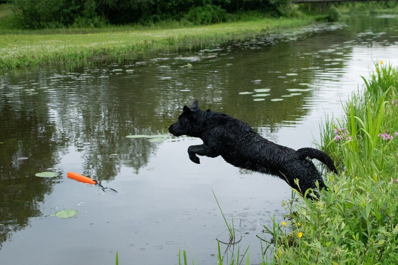Holland-Animalcare-Dog-Comets-Orion-Wasserdummy-orange-schwarzer-Labrador-springt-ins-Wasser-28-60360