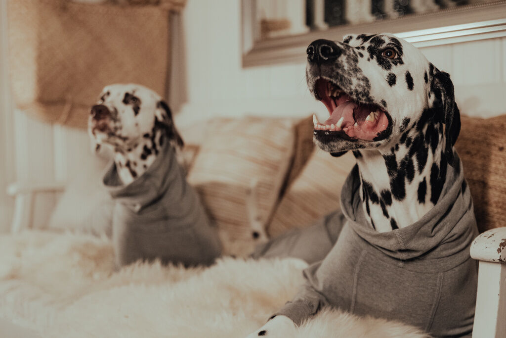 PAIKKA-Hundeoverall-leicht-und-waermend-Recovery-Overall-zwei-Dalmatiner-chillen-auf-der-Couch-im-Overall-60-46097