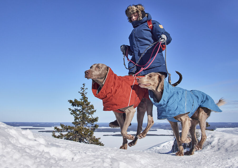 Hurtta-Extreme-Warmer-III-ECO-Bilberry-blau-Wintermantel-Wattierung-Folienbeschichtung-recycelte-Materialien-zwei-Weimaraner-beim-Winterspaziergang-HU-934609