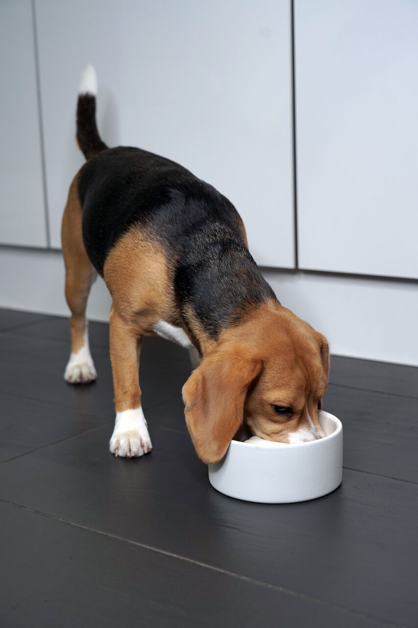 PAIKKA-Antischlingnapf-Slow-Feed-Bowl-betongrau-Hunde-Futterschuessel-schlingende-Fresser-60-46028