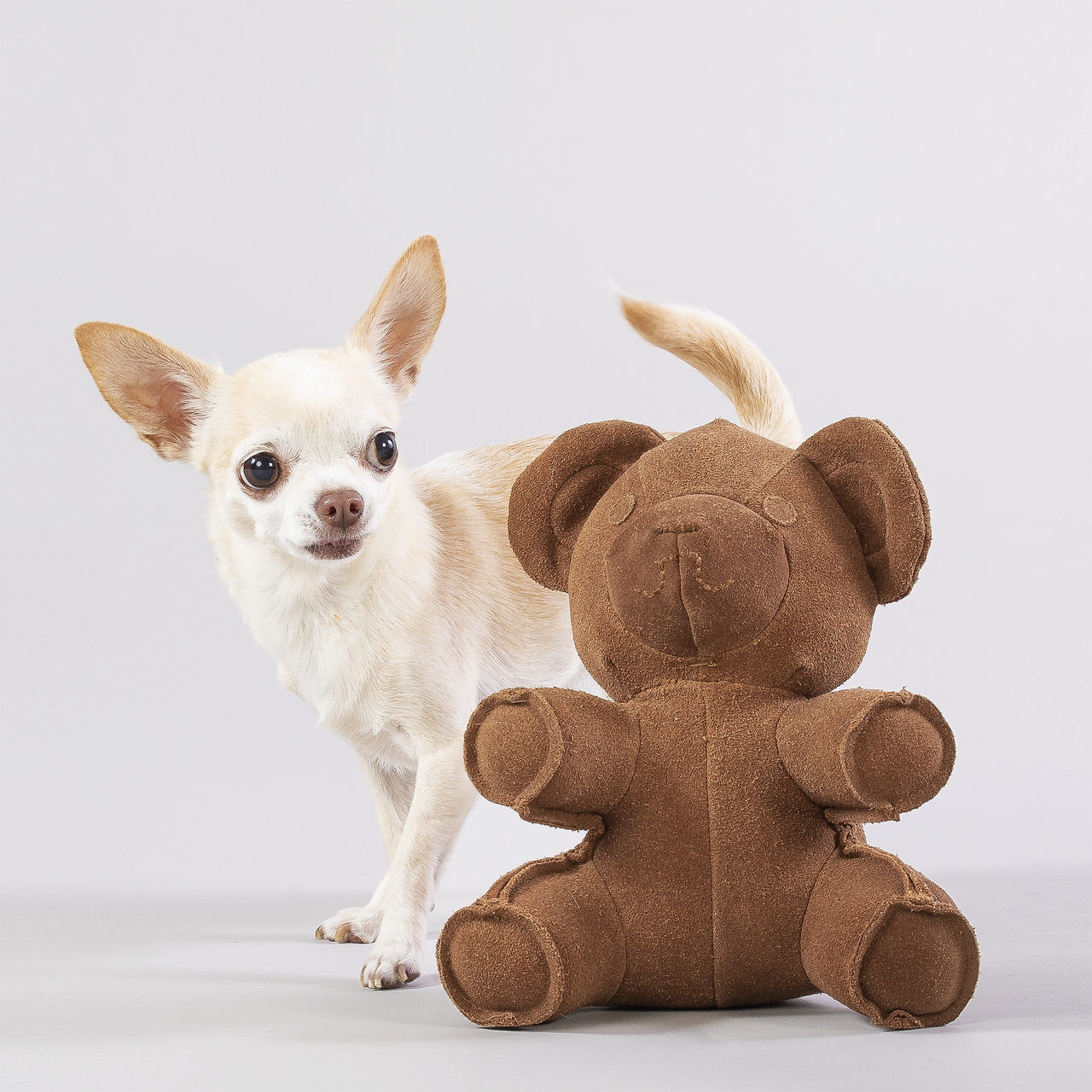 PAIKKA-Teddy-toy-Teddybaer-Hundespielzeug4-60-46382