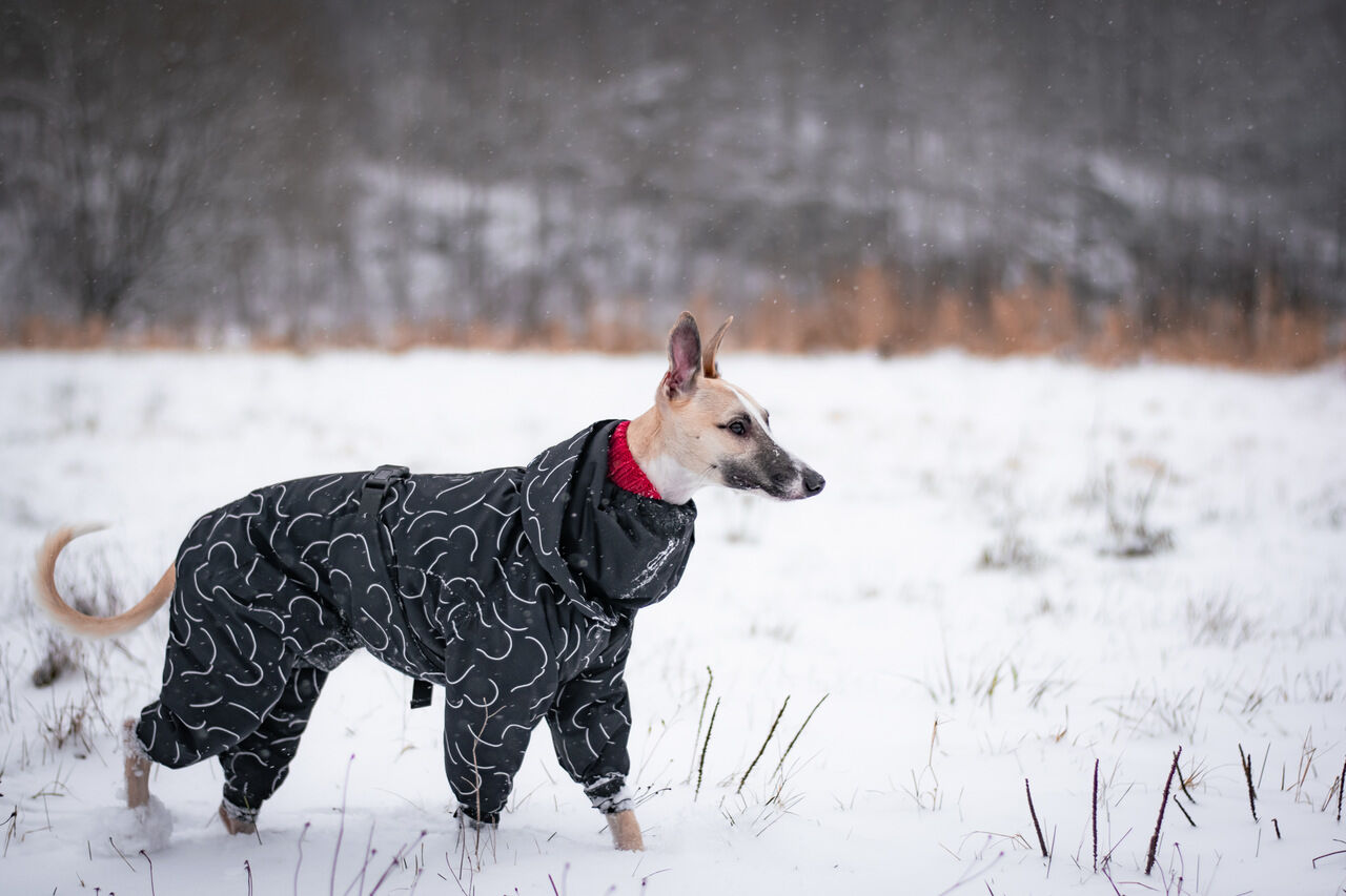 PAIKKA-Winter-Suit-Hundeoverall-Image4-60-46341
