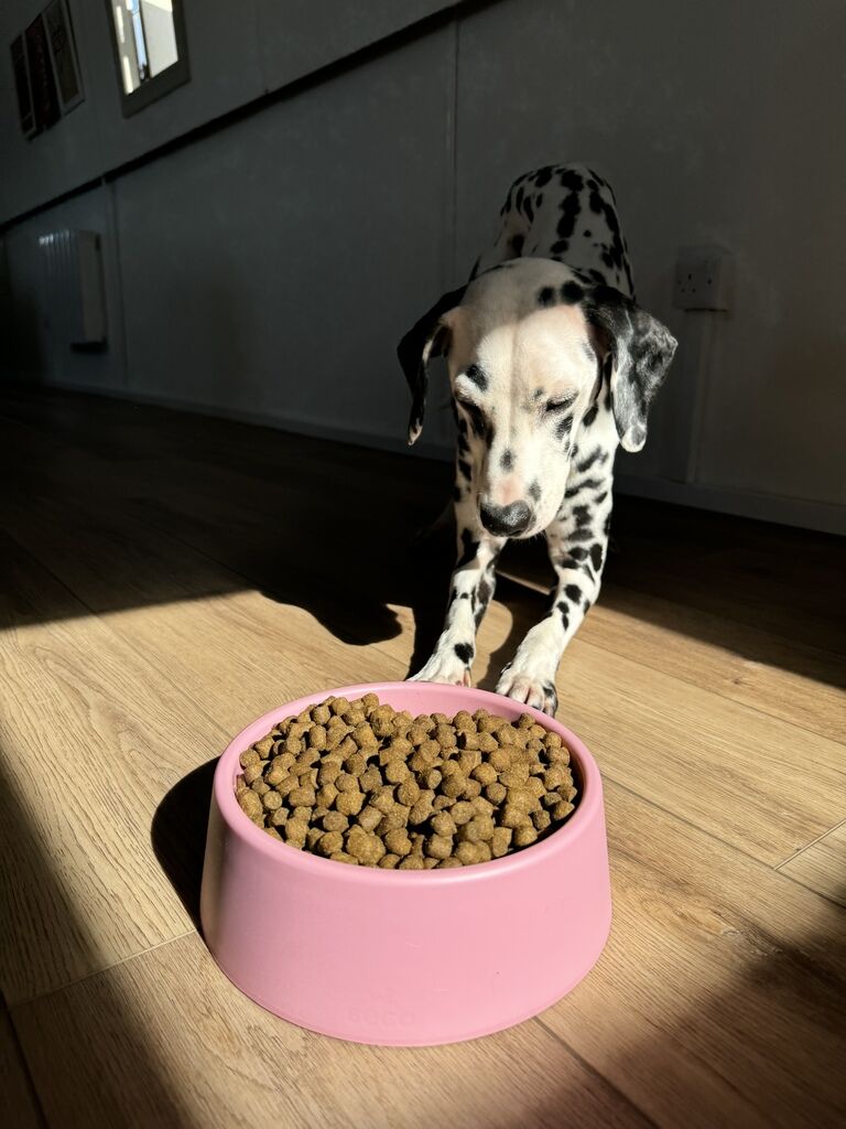 beco-Hundenapf-pink-stabiler-Hundenapf-BT-75672 beco-Hundenapf-pink-stabiler-Hundenapf-BT-75672