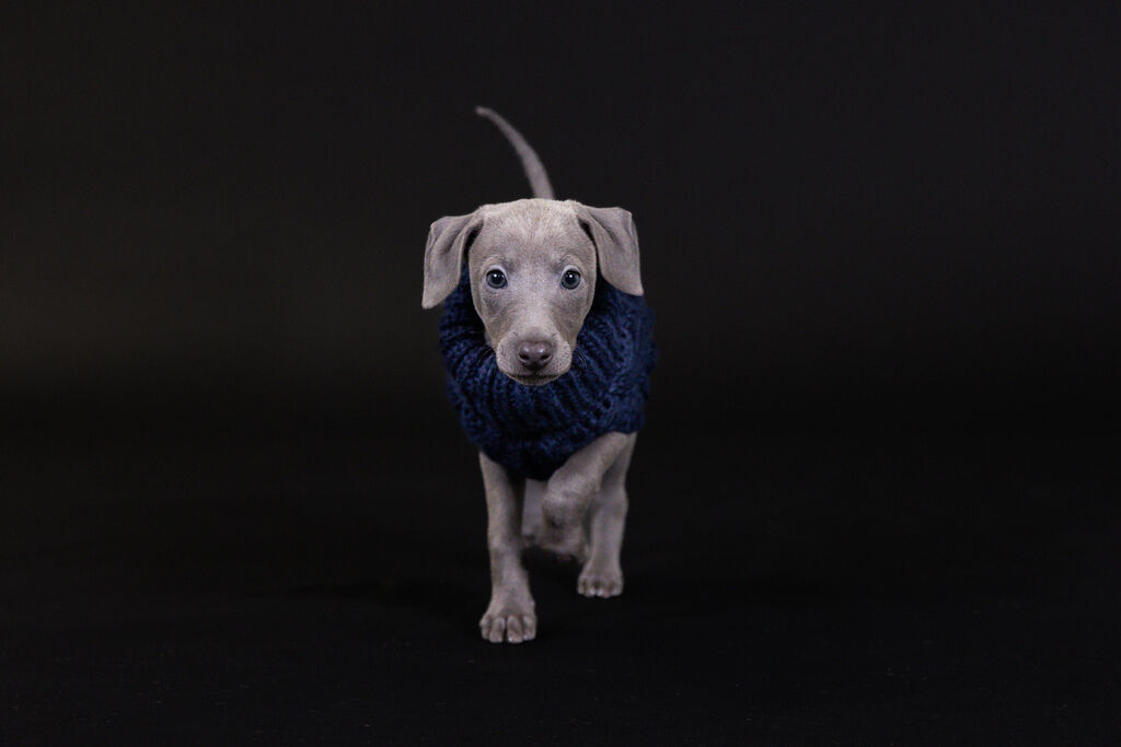 PAIKKA-Strickpullover-Handmade-Knit-Sweater-Navy-Hundepulli-fuer-grosse-und-kleine-Hunde-60-46788