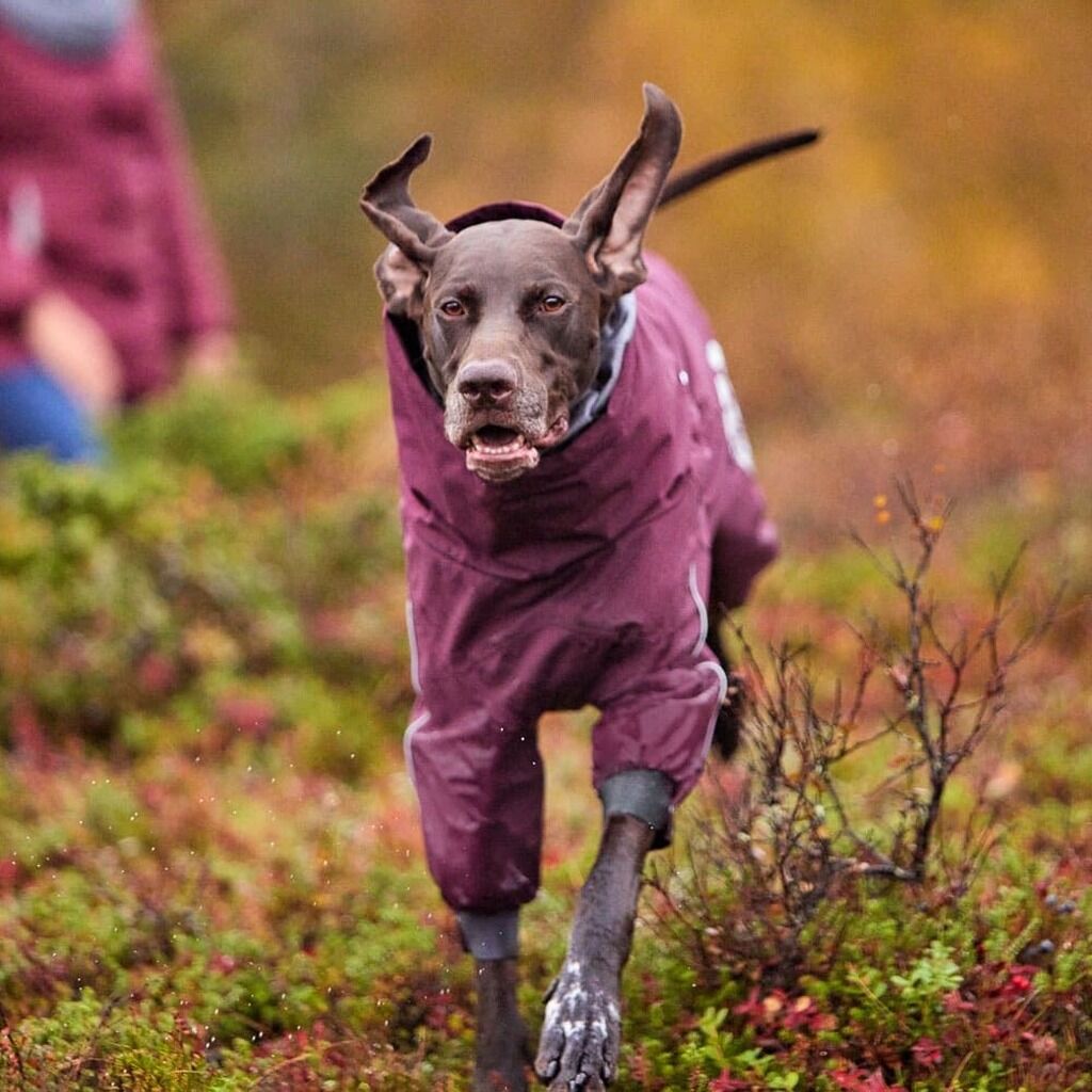 Hurtta-Extreme-Overall-Hundeoverall-warm-HU-933840