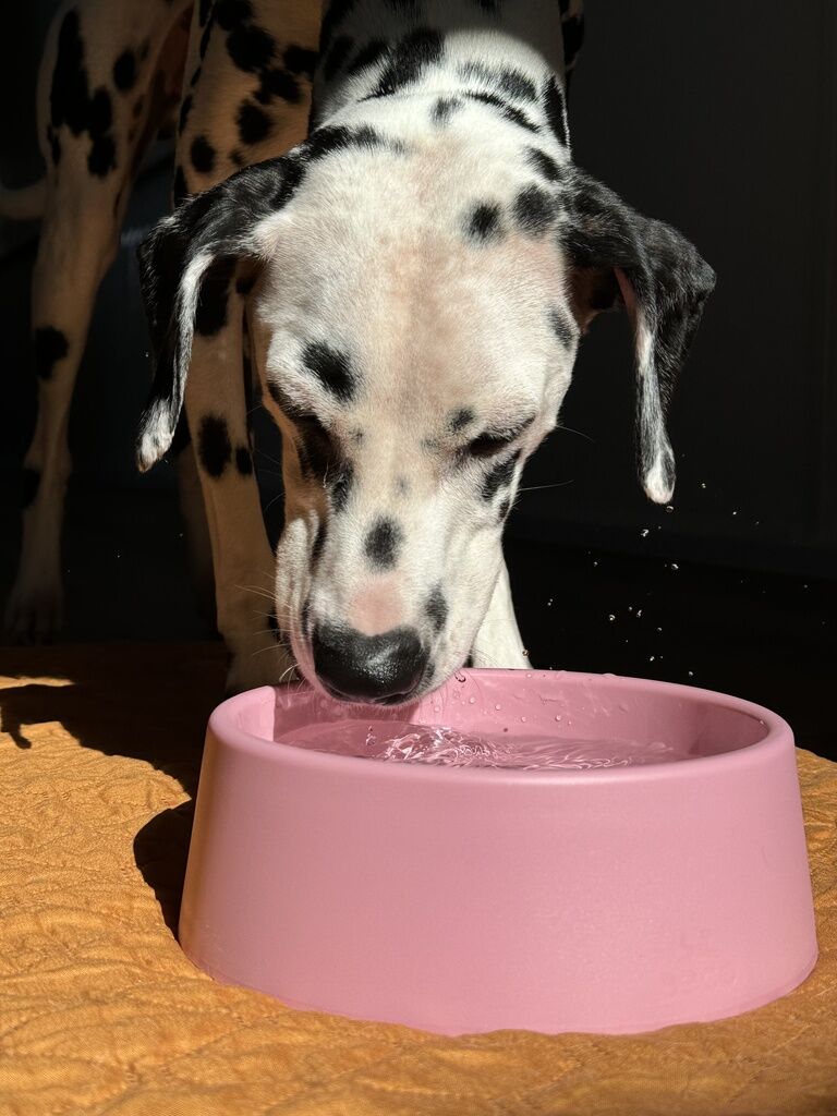 beco-Hundenapf-pink-Hund-Napf-Anti-Rutsch-Boden-BT-75672 beco-Hundenapf-pink-Hund-Napf-Anti-Rutsch-Boden-BT-75672
