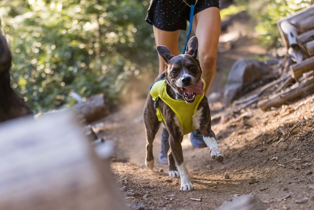 RUFFWEAR-Laufgurt-Trail-Runner-Laufguertel-Training-Hund-Lichen-Green-RU-14349