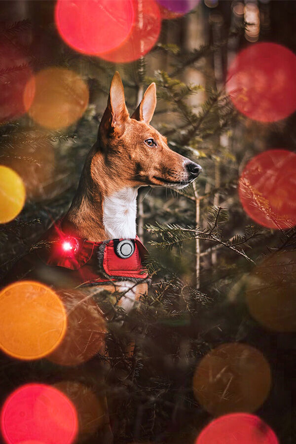 Orbiloc-dog-dual-hundelampe-hund-mit-roter-lampe-sichtbar-im-Dunkel-web-OL-00101