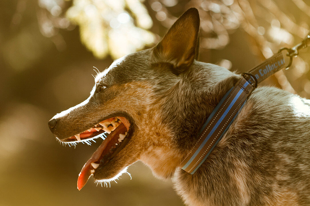 Hurtta-Halsband-Zugstop-padded-half-choke-collar-reflektierendes-Neopren-Hundehalsband-mit-Zugentlastung-HU-931267