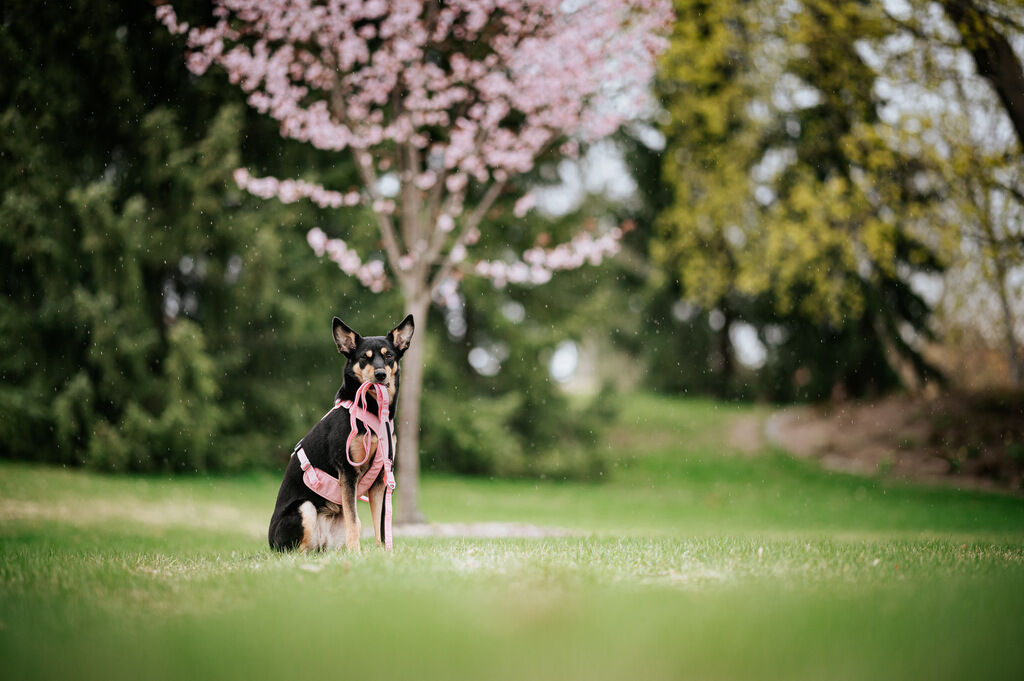 PAIKKA-Hundeleine-Visibility-Leash-180cm-Pink-reflektierende-Hundeleine-60-46409 PAIKKA-Hundeleine-Visibility-Leash-180cm-Pink-reflektierende-Hundeleine-60-46409