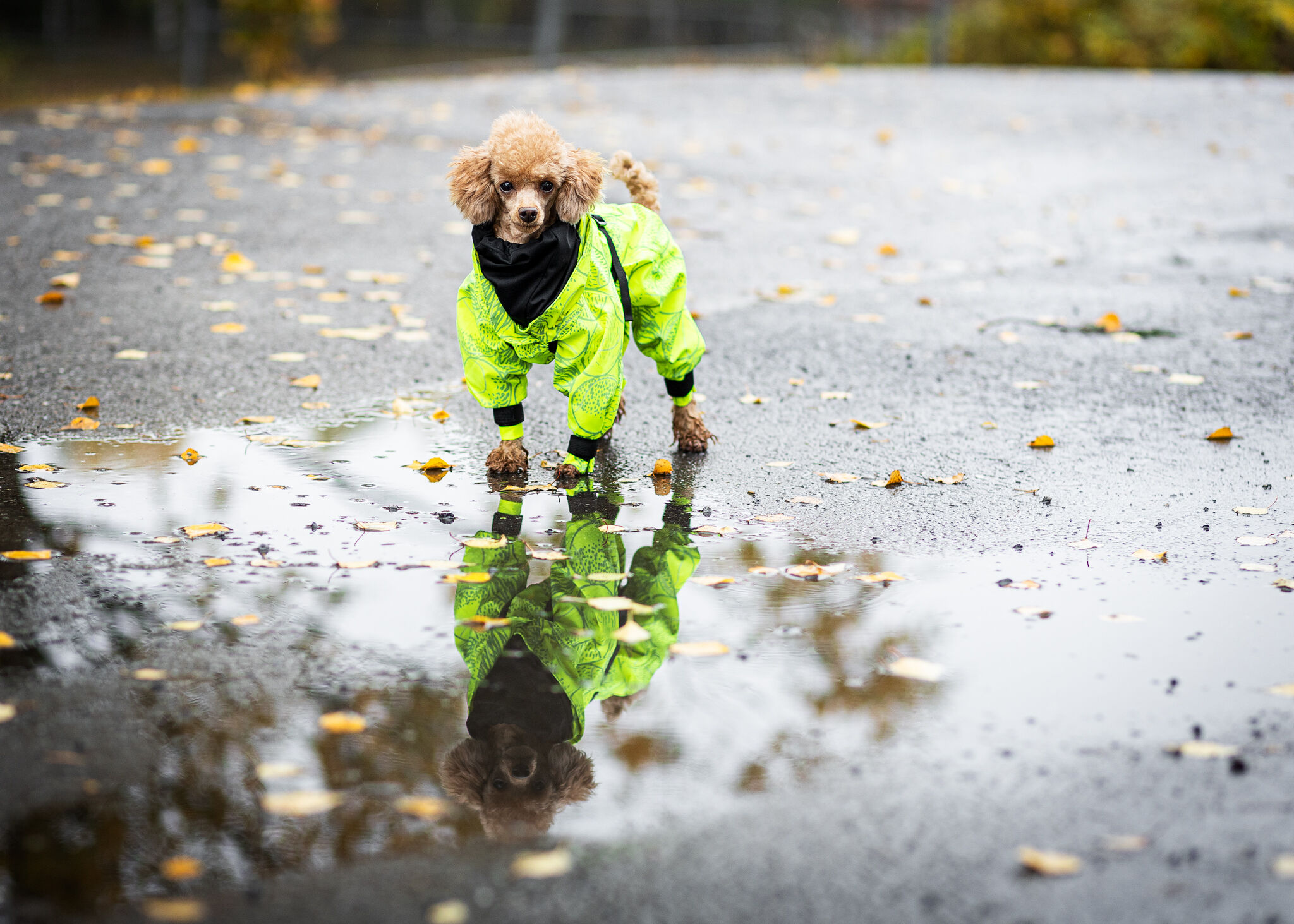 PAIKKA-Regenanzug-leicht-reflektierend-Rain-Suit-Neon-Hund-Spiegelt-sich-in-Pfuetze-60-46478