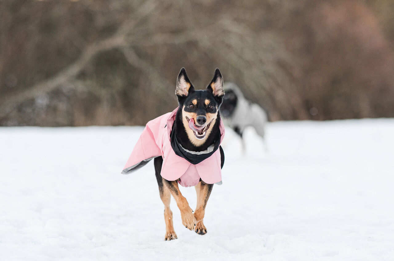 Paikka-Visibility-Winter-Jacke-pink-waermend-wasserfest-reflektierend-schwarz-brauner-Hund-laeuft-ueber-winterliche-Wiese-60-4619