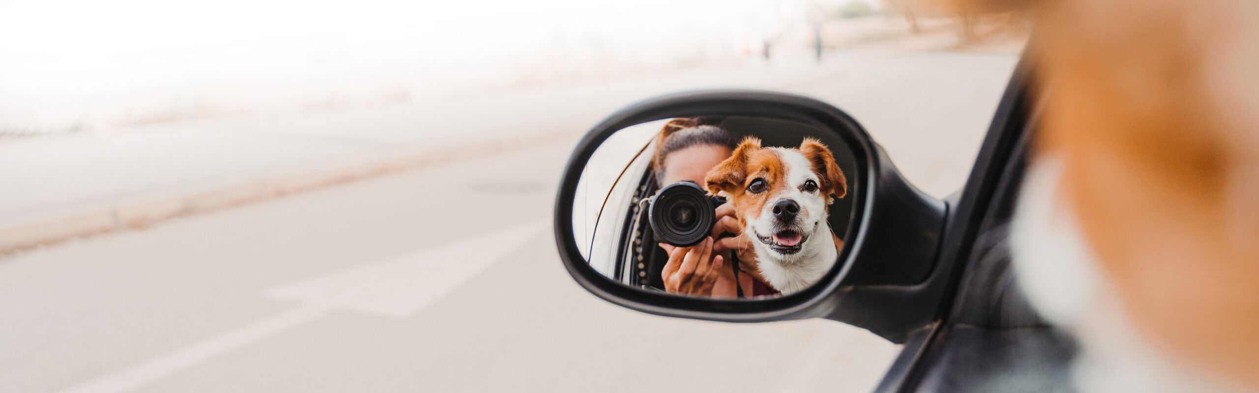Hund unterwegs Sicherheit Auto