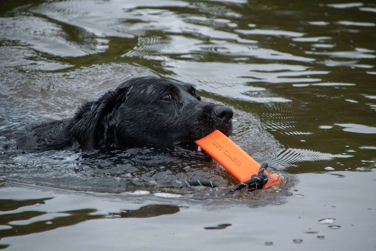 Holland-Animalcare-Dog-Comets-Orion-Wasserdummy-orange-Labrador-Wasserapport-28-60360
