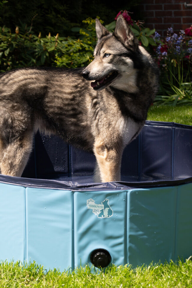 Animal-Care-CoolPets-Hundepool-pool-fuer-hunde-kaufen-web2-28-59061