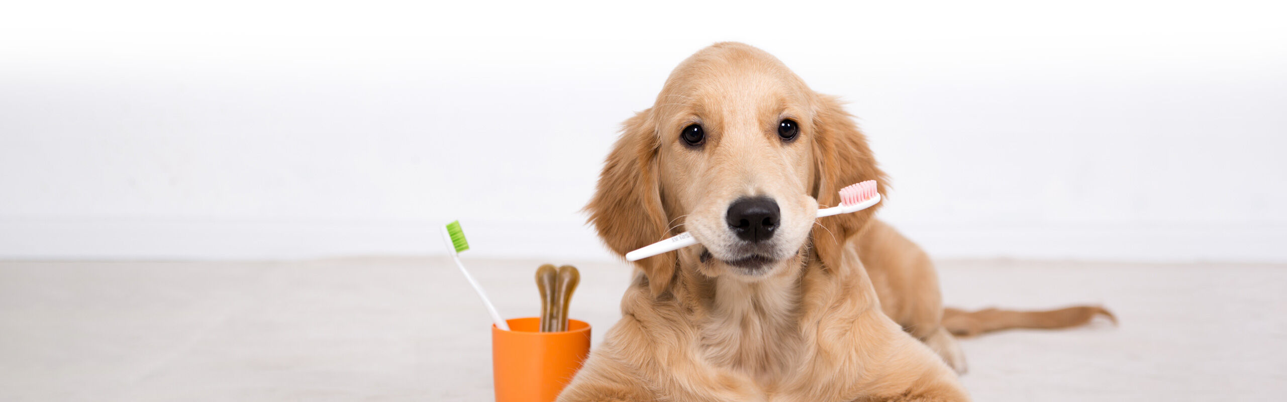 Zahnpflege für Hunde Zahnstein