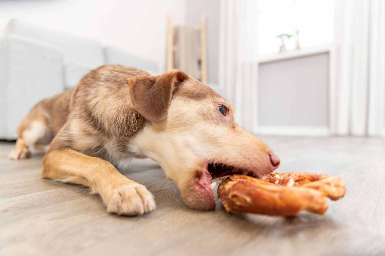 Trixie-Denta-Fun-Brezel-mit-Ente-Kaubeschaeftigung-fuer-Hunde-24-31177