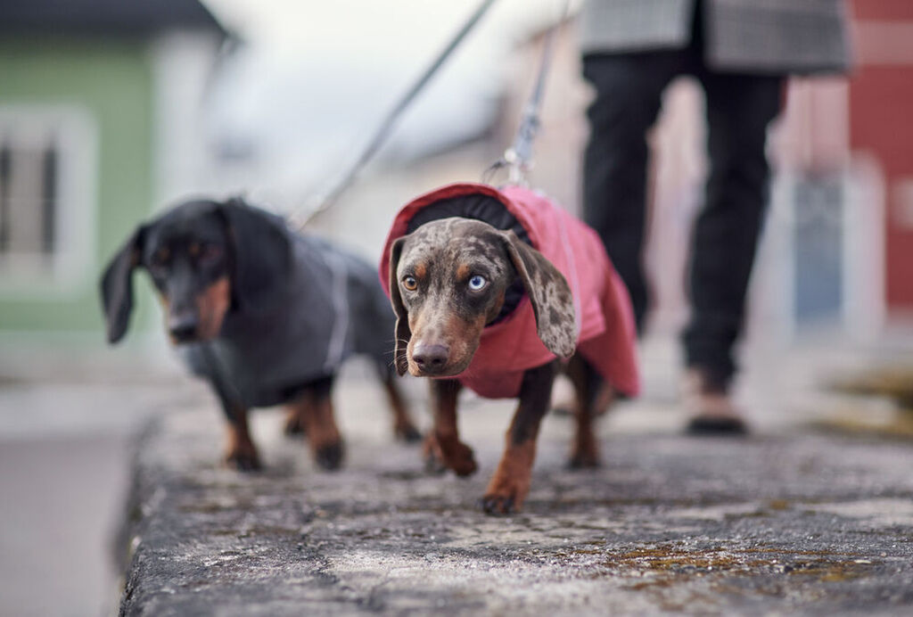 Hurtta-Expedition-Parker-II-strawberry-Wintermantel-Hund-HU-934780 Hurtta-Expedition-Parker-II-strawberry-Wintermantel-Hund-HU-934780