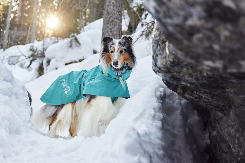 Hurtta-Monsoon-Regenmantel-II-ECO-tuerkis-peacock-wasserdicht-recycelt-Blue-Merle-Collie-langhaarig-im-Schnee-HU-934627