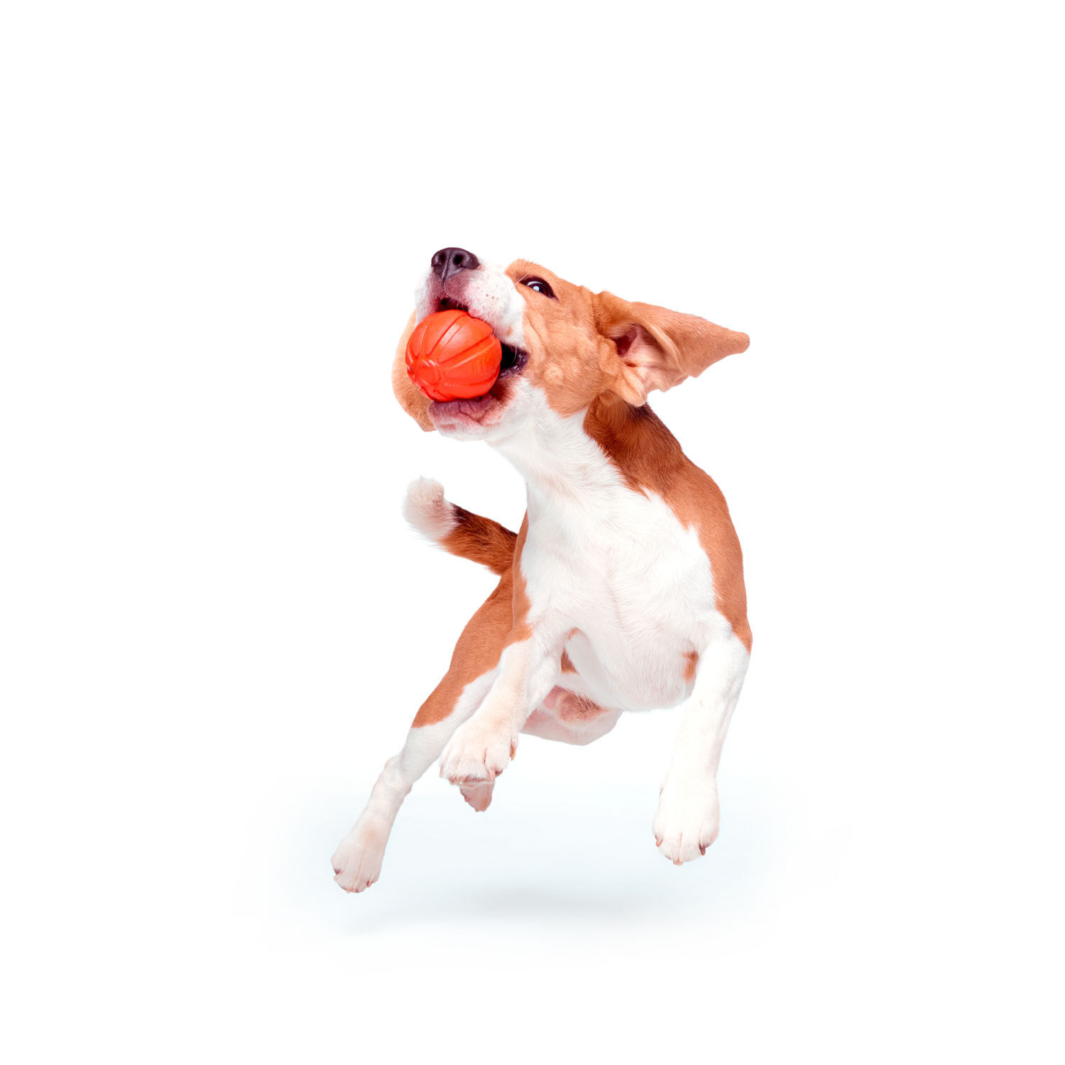 Collar-LikerBall-ohne-Schnur-zum-rollen-und-werfen-Beagle-faengt-den-Ball