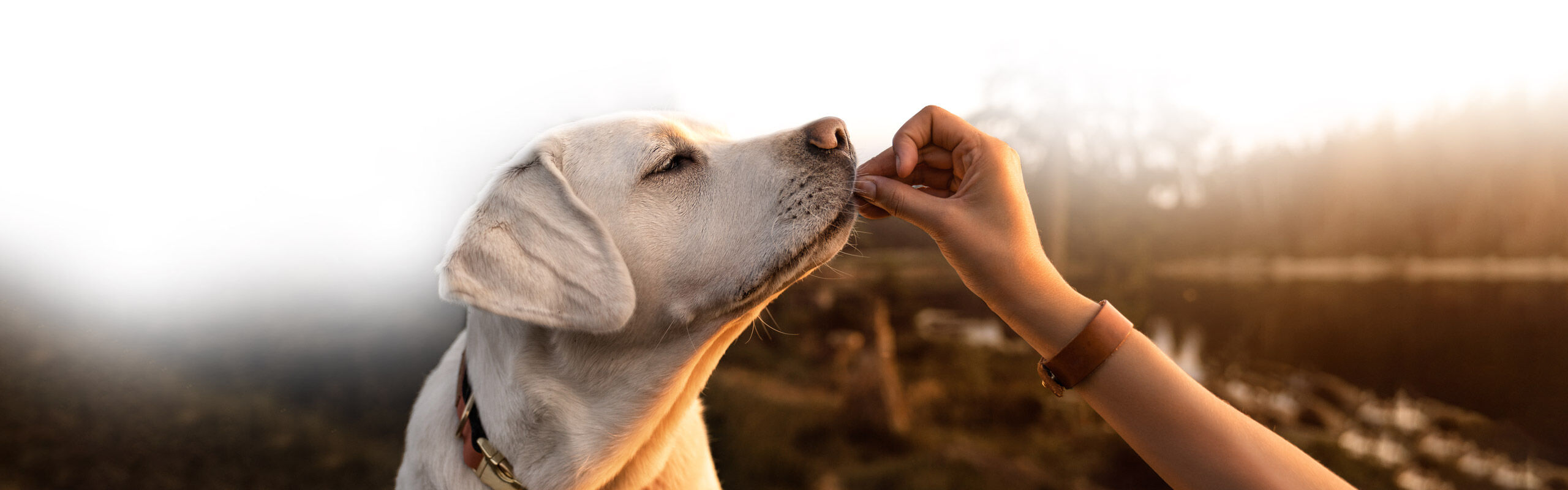 Hundesnacks Hundeleckerli Training Belohnung auch getreidefrei