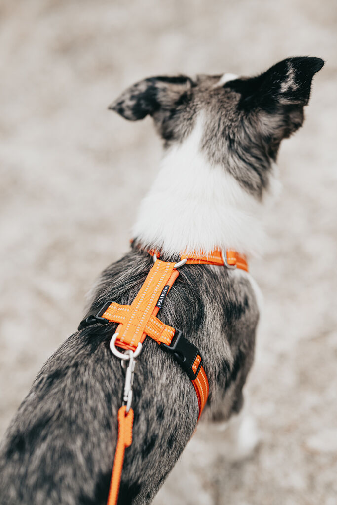 PAIKKA-Hundegeschirr-reflektierend-Visibility-Harness-orange-Geschirr-fuer-Hunde-mit-Reflektoren-60-46397 PAIKKA-Hundegeschirr-reflektierend-Visibility-Harness-orange-Geschirr-fuer-Hunde-mit-Reflektoren-60-46397