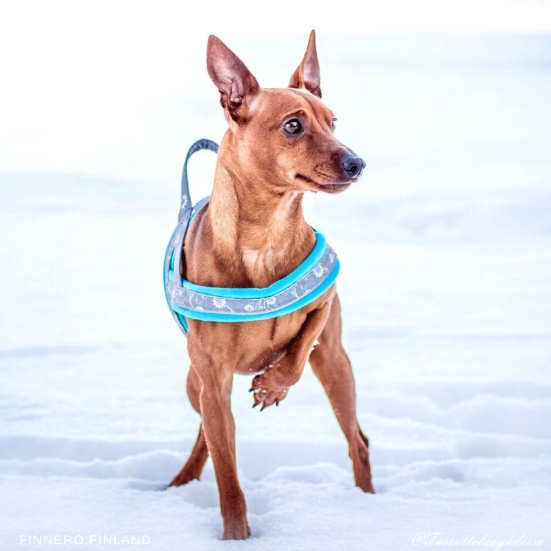 FinNero-SNOW-SPORT-Norweger-Geschirr-mit-Neopren-blau-sichtbar-44-00055 FinNero-SNOW-SPORT-Norweger-Geschirr-mit-Neopren-blau-sichtbar-44-00055