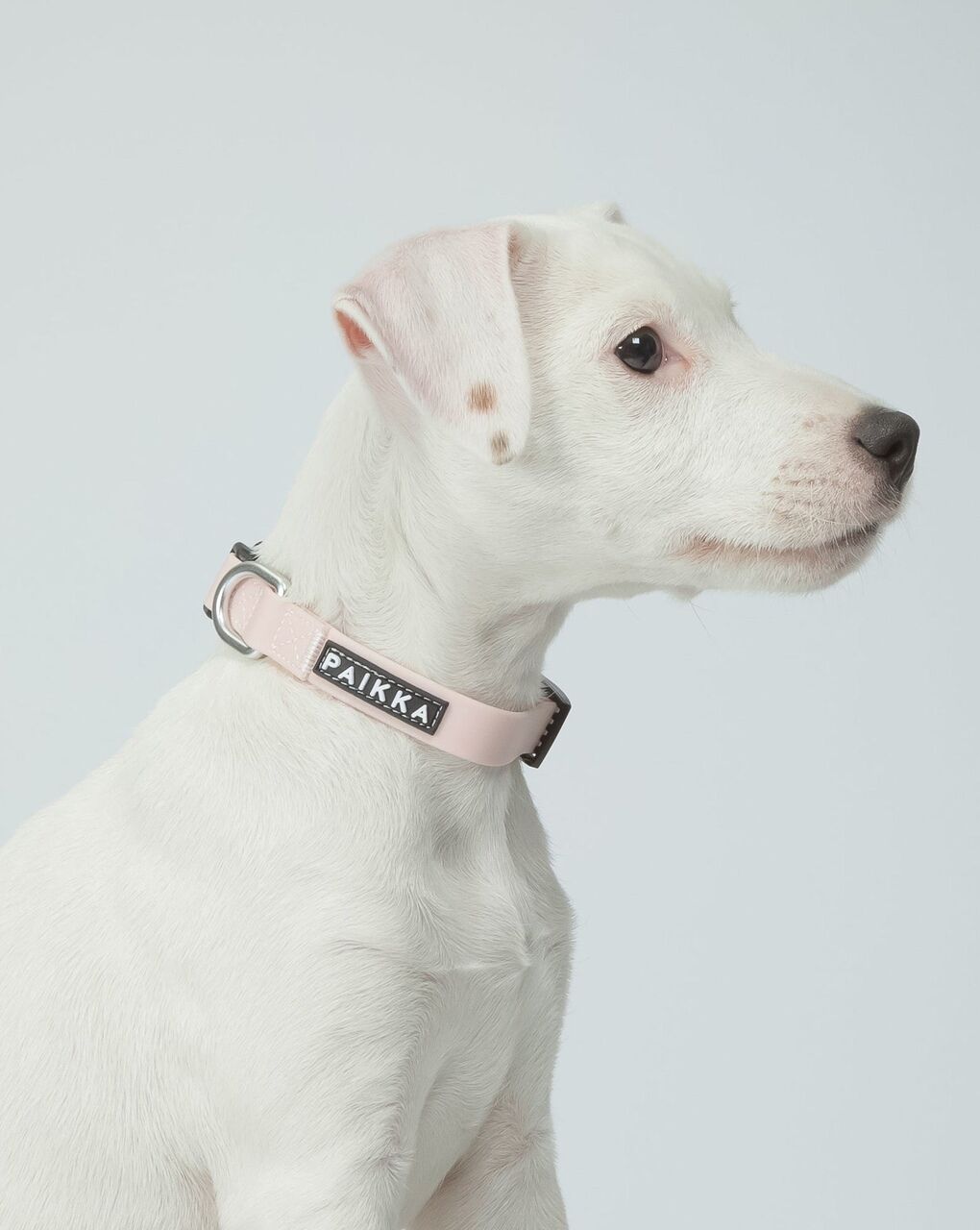 PAIKKA-Halsband-Glow-rosa-fluoreszierend-leuchtet-im-Dunklen-aus-Kunststoff-mit-Klickschnalle-Parson-Russel-Terrier-60-46742