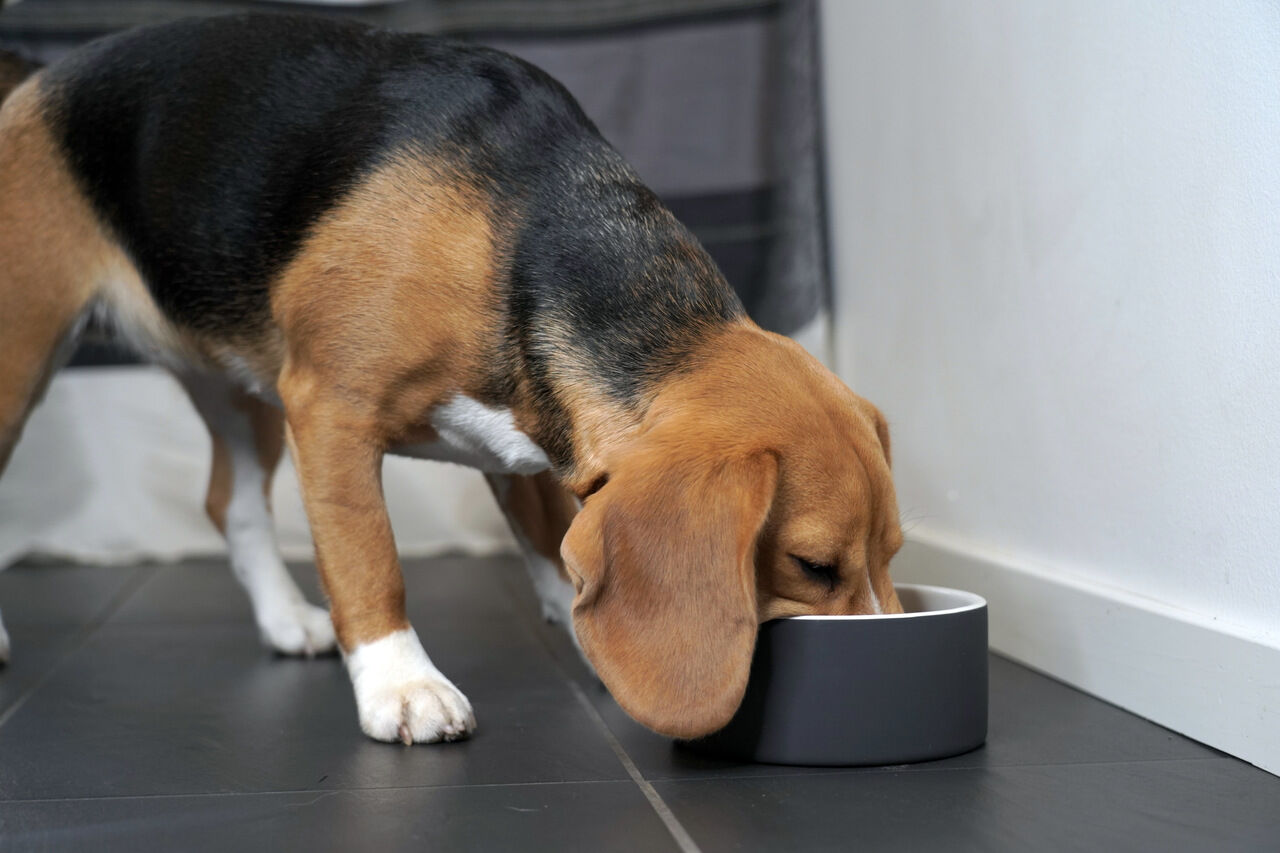 PAIKKA-Antischlingnapf-Slow-Feed-Bowl-schwarz-Hundenapf-gegen-schlingendes-Fressen-60-46028