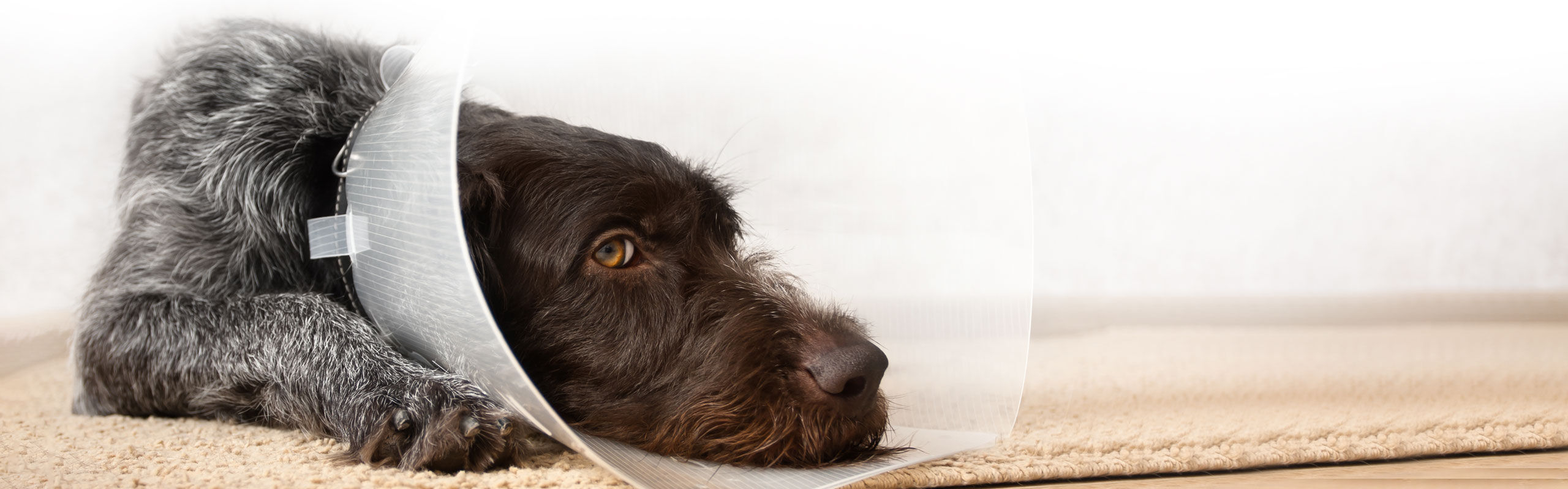 Wundschutz Schutzkragen OP Hund