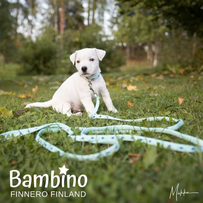 FinNero-Bambino-Leine-Puppy-Leine-Katzen-Leine-44-00649