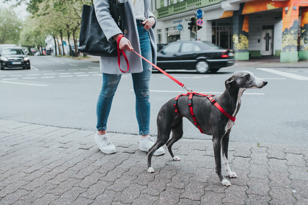 Hunter-Sicherheitsgeschirr-Vario-Rapid-rot-gutsitzendes-Hundegeschirr-H-66200 Hunter-Sicherheitsgeschirr-Vario-Rapid-rot-gutsitzendes-Hundegeschirr-H-66200