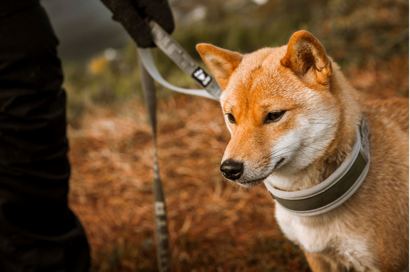 hurrta-Venture-Halsband-hund-atmungsaktiv-HU-933611 hurrta-Venture-Halsband-hund-atmungsaktiv-HU-933611