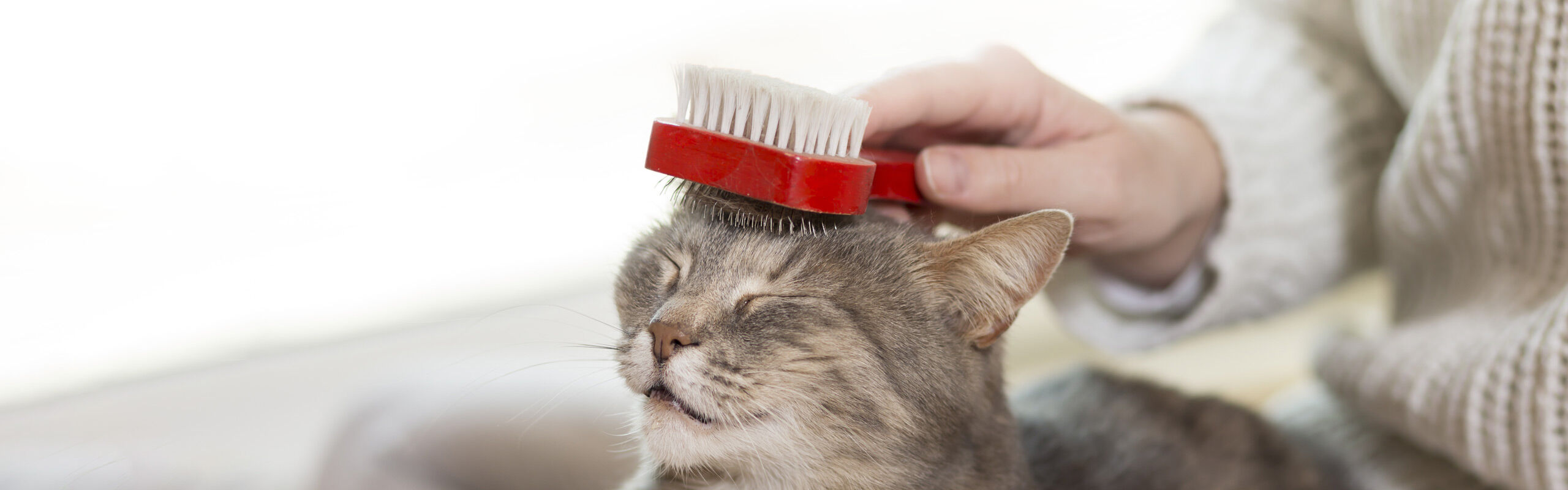 Fellpflege für Katzen