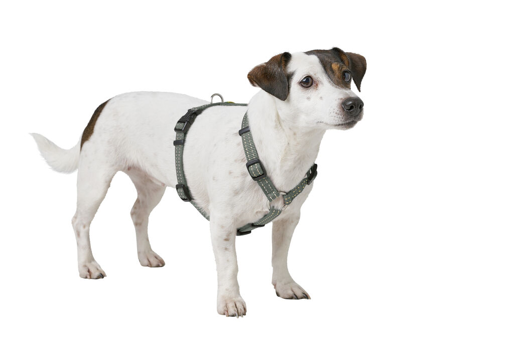 Hunter-Geschirr-Tripoli-reflektierend-olivgruen-Outdoor-Tourengeschirr-fuer-kleine-Hunde-H-67117