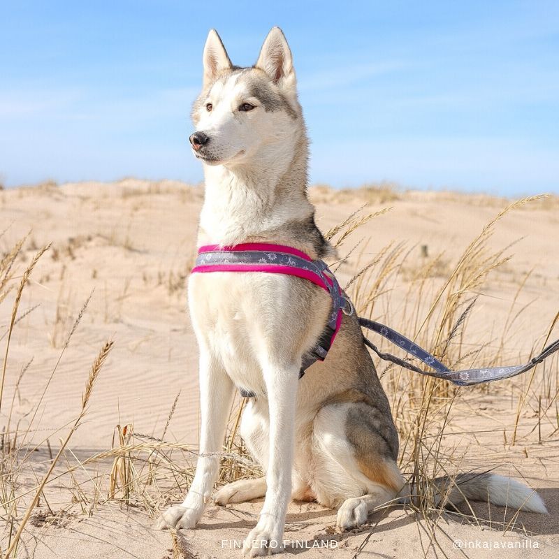 FinNero-SNOW-SPORT-Norweger-Hunde-Geschirr-wandern-outdoor-winter-44-00055 FinNero-SNOW-SPORT-Norweger-Hunde-Geschirr-wandern-outdoor-winter-44-00055