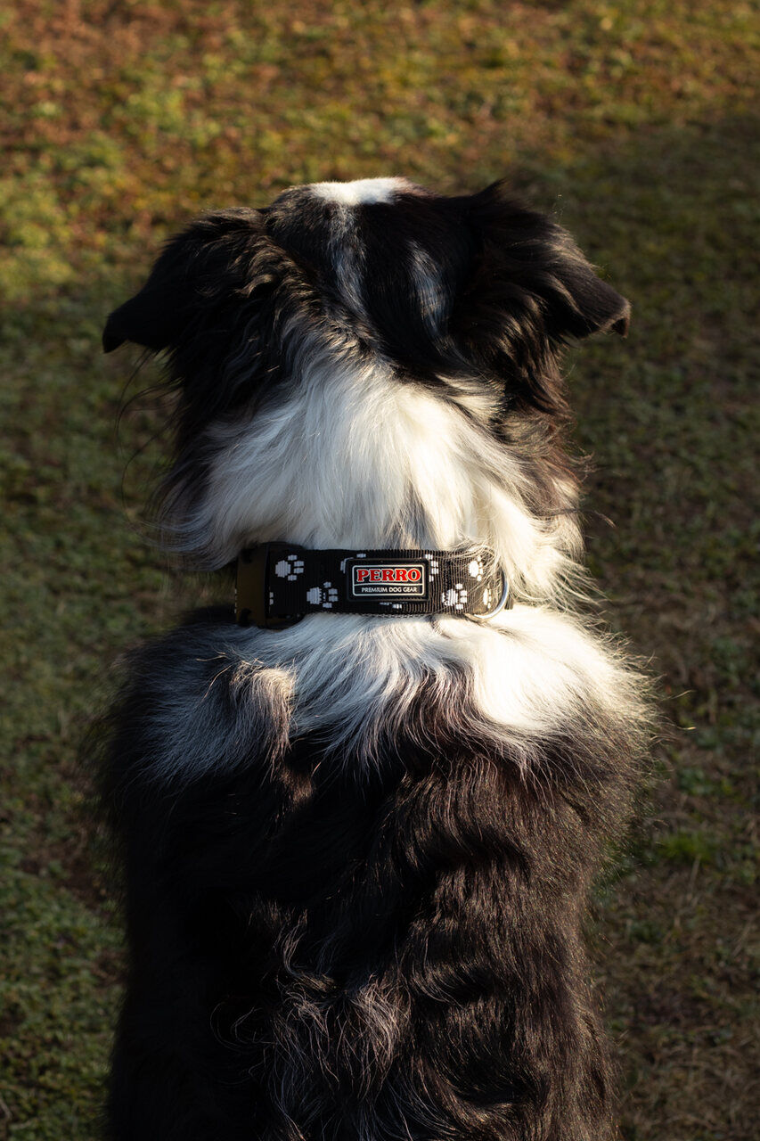 Perro-Dog-Gear-Halsband-Fastex-schwarz-mit-silber-Pfoten-Tri-Color-Aussie-stufenlos-verstellbar-91216