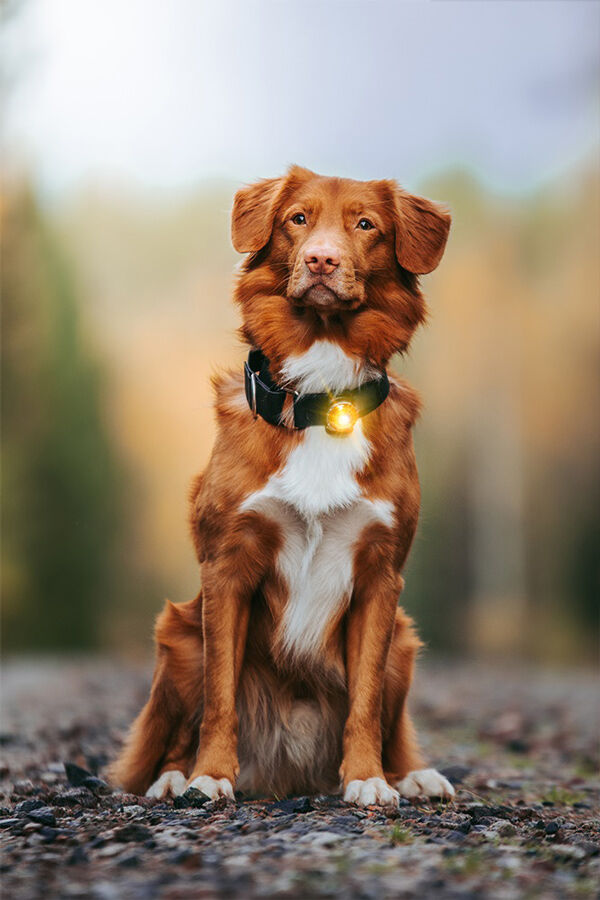Orbiloc-Dog-Hundelampe-gelb-sicherheit-im-schnee-wandern-web-OL-00100