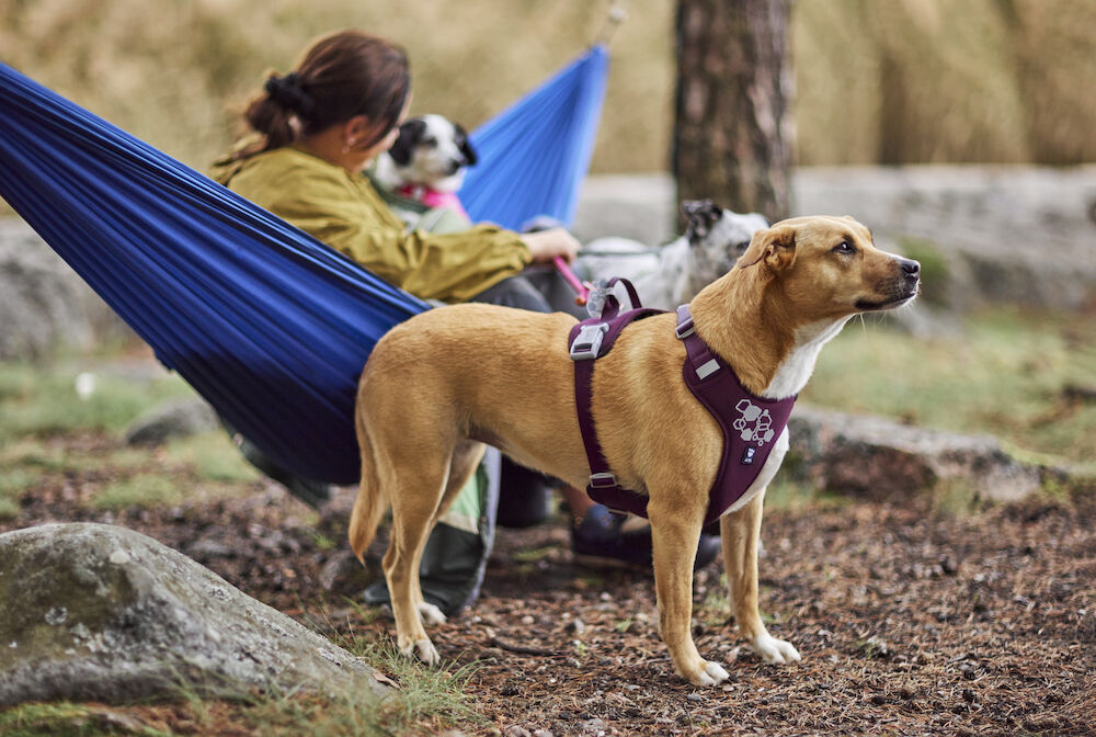 Hurtta-Geschirr-Weekend-Warrior-Harness-II-ECO-Aubergine-Hundegeschirr-gepolstert-HU-934673 Hurtta-Geschirr-Weekend-Warrior-Harness-II-ECO-Aubergine-Hundegeschirr-gepolstert-HU-934673