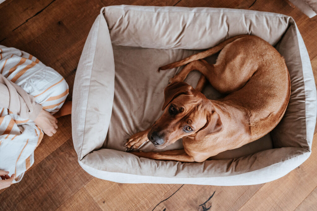 Hunter-Orthopaedisches-Hundesofa-Seattle-beige-Hunde-Kuschelbett-H-69920 Hunter-Orthopaedisches-Hundesofa-Seattle-beige-Hunde-Kuschelbett-H-69920