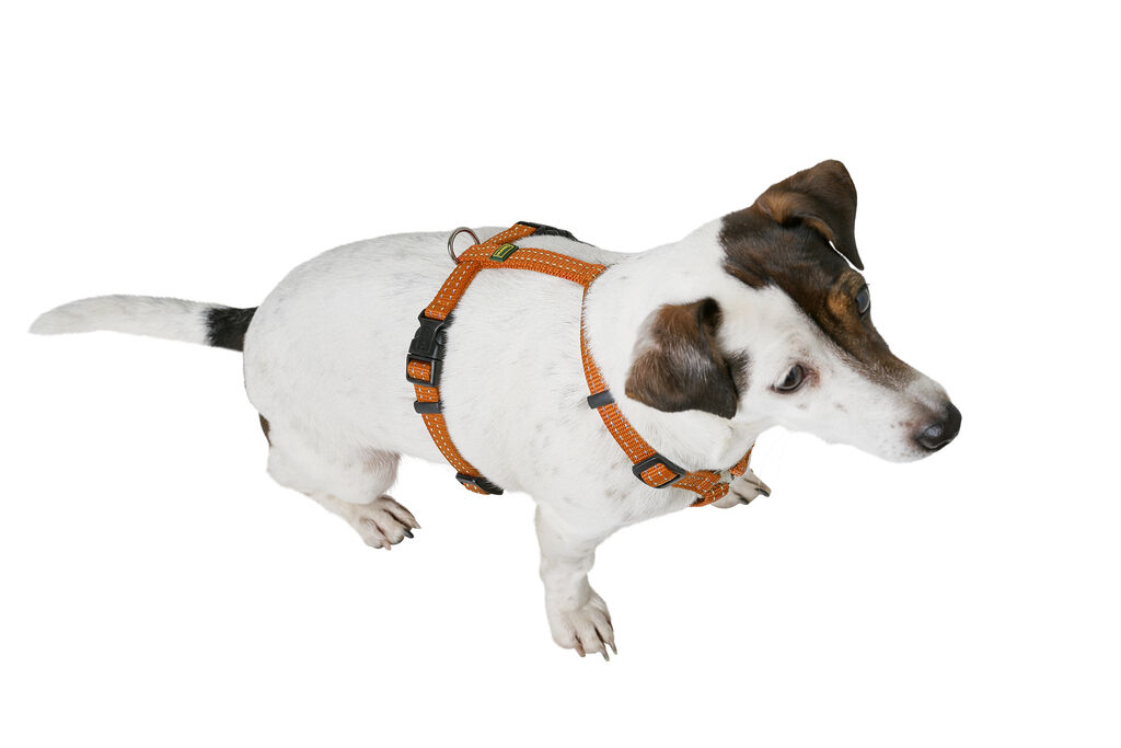Hunter-Geschirr-Tripoli-reflektierend-orange-Hunde-Tourengeschirr-aus-Nylon-H-67117 Hunter-Geschirr-Tripoli-reflektierend-orange-Hunde-Tourengeschirr-aus-Nylon-H-67117